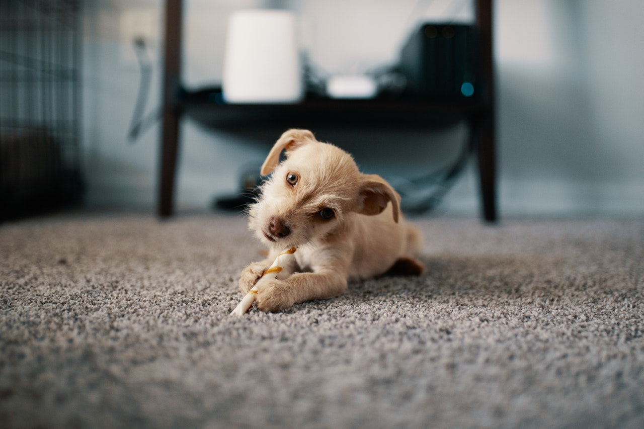 How to Install Carpet